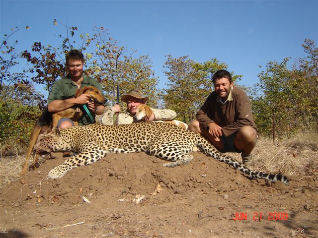 leopard_with_dogs_thslotsho_area_3.jpg